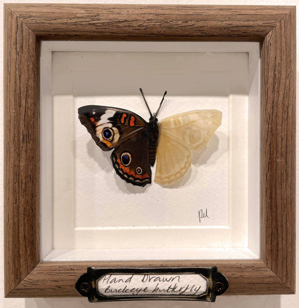 Jen Selmore - "Descaled - Buckeye Butterfly" - coloured pencil on toned paper