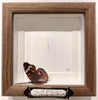 Jen Selmore - "Escape - Buckeye Butterfly" - coloured pencil on toned paper