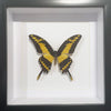 Framed King Swallowtail Butterfly (Papilio thoas)