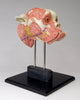Masao Kinoshita - "Metanatomy Boxer" - acrylic paint on terracotta