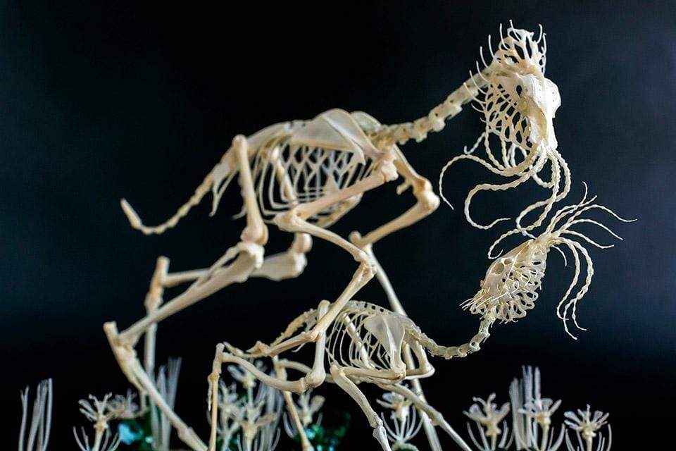 Interview with Gerard Geer