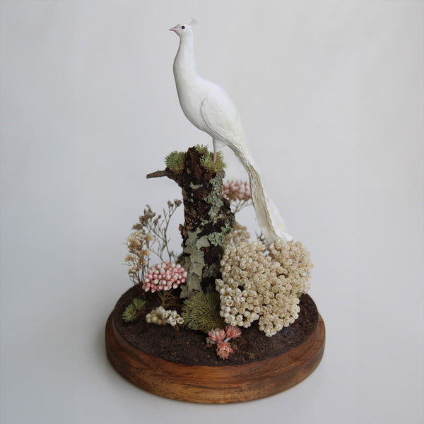 Wunderkammer - Co-curated by Indigo Rawson-Smith