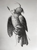 Alessandro Jako - 'The Price of Loyalty' - pencil on paper