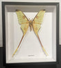 Framed Comet Moth (Argema mittrei, male)