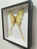 Framed Comet Moth (Argema mittrei, male)