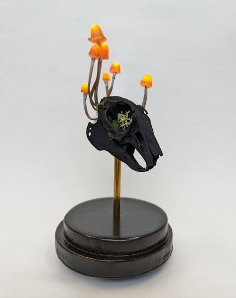 Dan Power - 'ENDOPARASITE: Rabbit' - rabbit skull, BLK 3.0, polymer mushrooms & electronics in bell jar