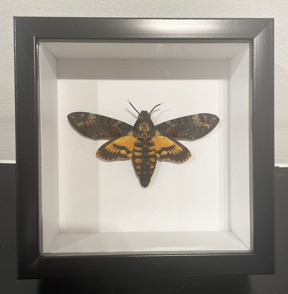 Framed Death's Head Hawk Moth (Acherontia atropos)