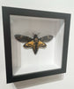 Framed Death's Head Hawk Moth (Acherontia atropos)