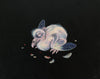 Jale Soysal - 'Feathered Mongrel' - acrylic on board