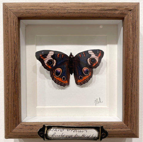 Jen Selmore - "My Whole Life - Buckeye Butterfly" - coloured pencil on toned paper