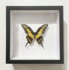 Framed King Swallowtail Butterfly (Papilio thoas)