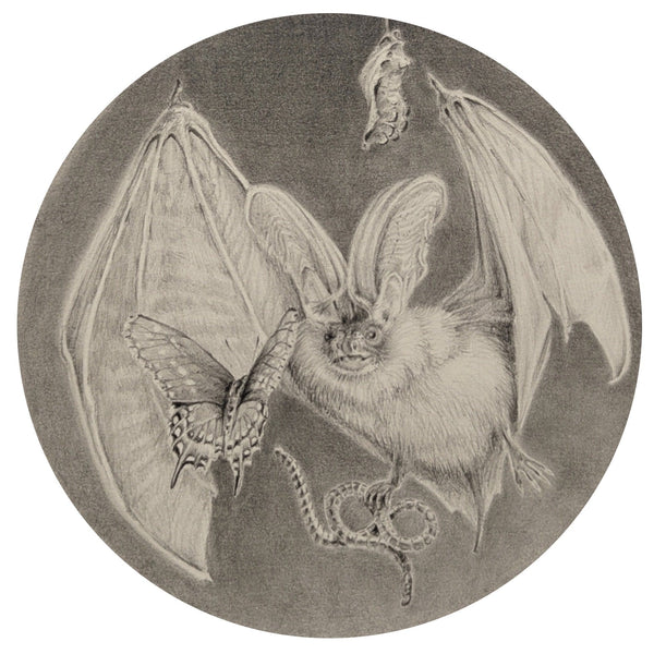 Ricki Wrigley - 'Noob' - graphite on paper