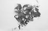 Sean Layh - 'Ophelia' - graphite on paper