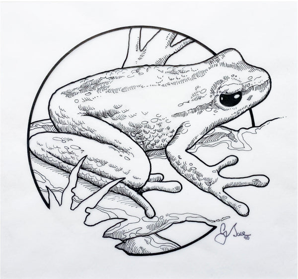 Graeme Base - 'Spotted Tree Frog' - ink on tracing paper