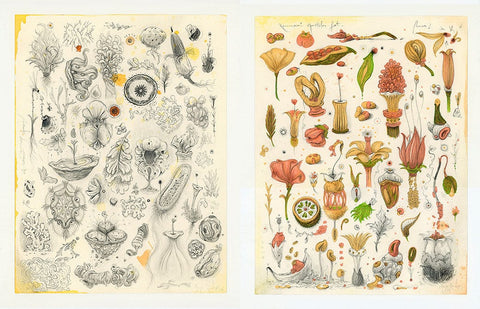Vorja Sánchez - 'Pair of Organic Sketches (sketch 3 and 5)' - graphite, watercolour, and ink on 100 gsm cotton paper