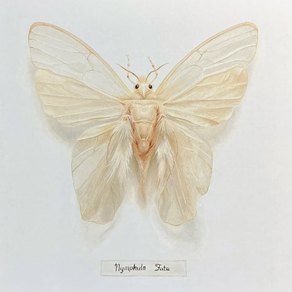 Wendy Croxford - 'Nymphula Fata 3' - oil on Ampersand gesso panel