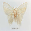 Wendy Croxford - 'Nymphula Fata 3' - oil on Ampersand gesso panel