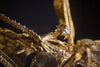 Justin Boehme - 'Avarice' - ruby, amethyst, gold-plated bronze, patinated bronze