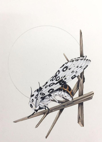 Thomas Jackson - “Leopard Nest” - water colour and Gouache on Archers paper - 15 x 20cm (5.9”x7.9”)