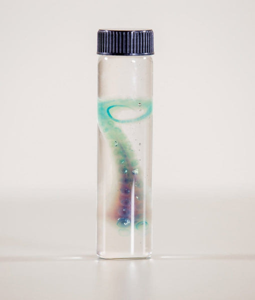 Gerard Geer - "Diaphonised Octopus Tentacle" - cleared and stained octopus tentacle specimen in glass vial - 11cm (4.3")