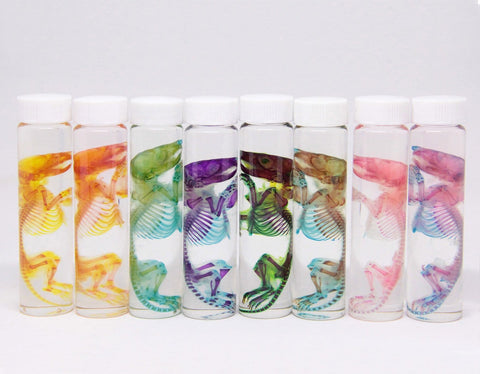 Gerard Geer - A wide range of diaphonised wet specimens are available