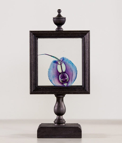 Gerard Geer - diaphonised stingray specimen framed in handmade custom designed display stand - Frame size approx: 12 x 12cm (4.7"x4.7")
